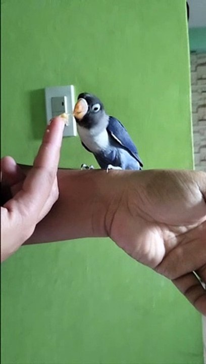 feeding bird
