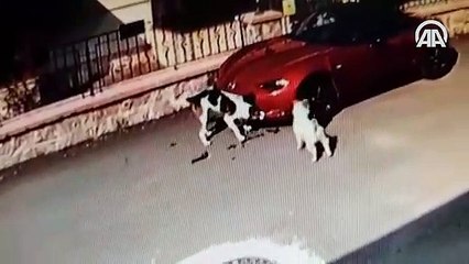 Sokak köpekleri lüks araca zarar verdi