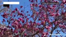 Visitors flock to see D.C.'s cherry blossoms despite cold