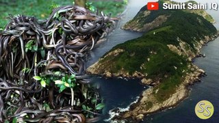 Snake Island || सांपों का देश || Sumit Saini IQ