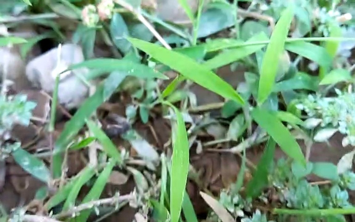 Prickly Pear Plant
