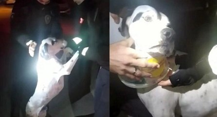 Yardımına bekçiler koştu! Korkunç görüntü