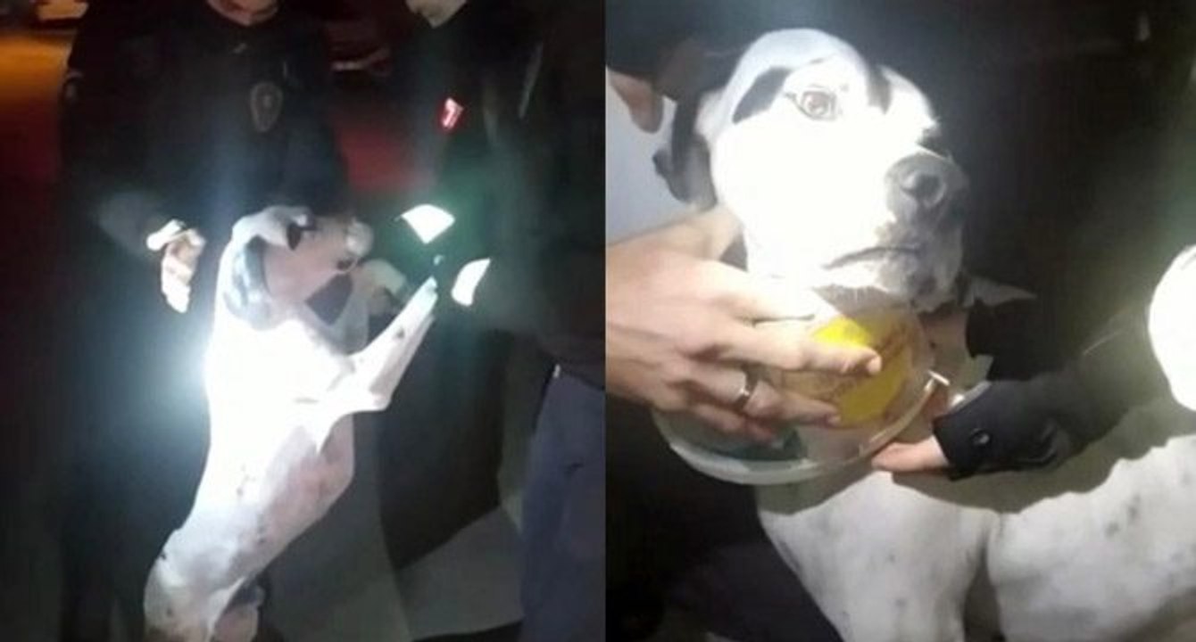 Yardımına bekçiler koştu! Korkunç görüntü