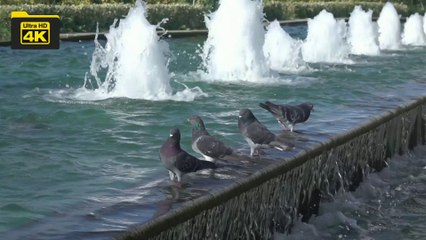 4k video/ 4k pigeons in fountain