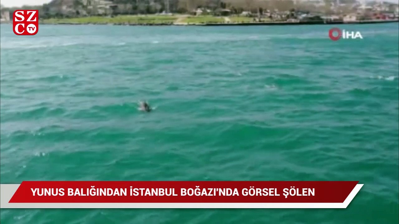 Yunus balığından İstanbul Boğazı'nda görsel şölen