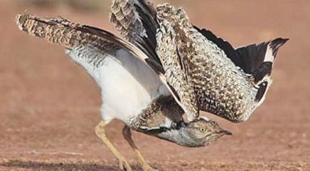 संभोग शक्ति बढ़ाने के लिए सोन चिरैया का शिकार कर रहा UAE का शाही परिवार