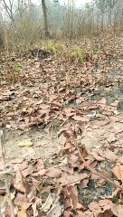 बीजापुर में CRPF ने नष्ट किया 8 किलो IED बम,  एक बार फिर नक्सलियों की साजिश नाकाम