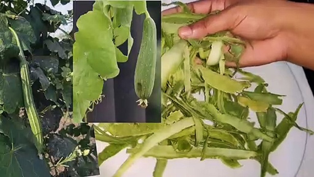 RUB_&_USE_THIS_ICE_CUBE_TO_GET_SOFT,SUPPLE_SKIN___RIDGE_GOURD_ICE_CUBE_ON_FACE BEAUTY_ICE_CUBE