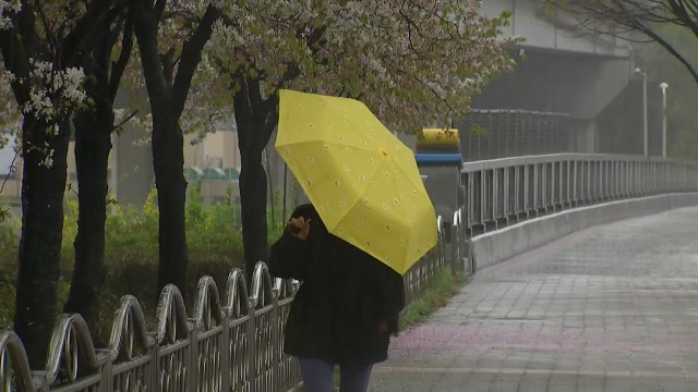 [날씨] 전국 봄비, 해안가 강풍...내일 낮에 대부분 그쳐 / YTN