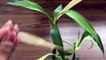 Saving Lucky Bamboo | Do’S & Don’Ts | Lucky Bamboo Plant Care | Tips & Tricks | Bubbles Of Green