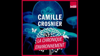 Pourquoi certains animaux sont-ils fluos ? La chronique environnement