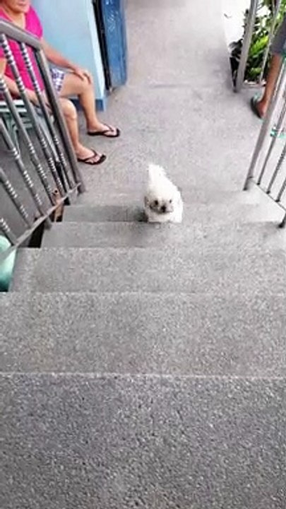 Run Bebe Run