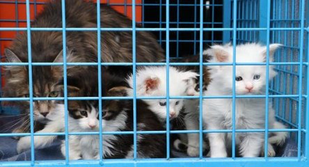 Norveç orman kedilerinin izinsiz üretim ve satışına ceza