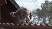 Lemur ailesinin ilk yavruları "Kivi" ve "Çilek" hayvanat bahçesinin maskotu oldu