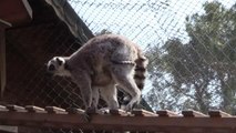 Lemur ailesinin ilk yavruları 