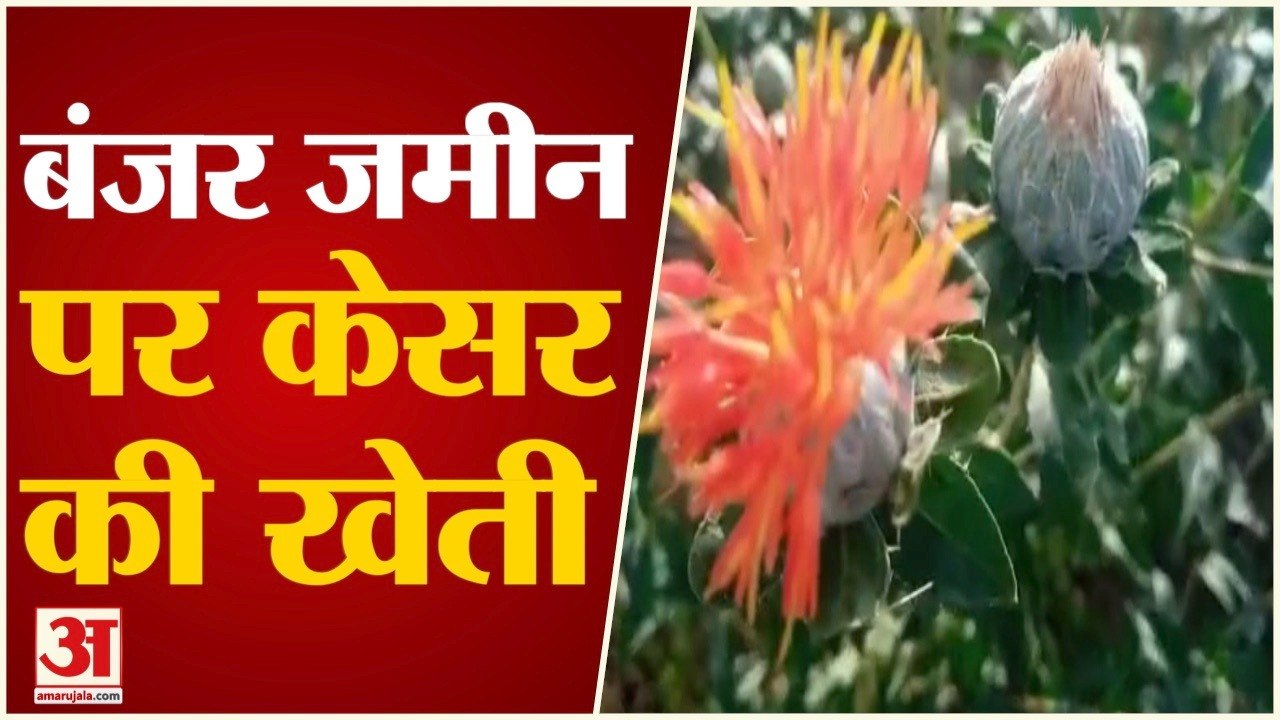 बुंदेलखंड की बंजर जमीन में केसर की खेती