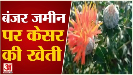बुंदेलखंड की बंजर जमीन में केसर की खेती