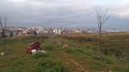 Hayvansever hemşire sokak hayvanlarını beslemek için her gün kilometrelerce yol katediyor