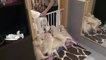 How an experienced dog mother teaches her 8 weeks old puppies to be calm