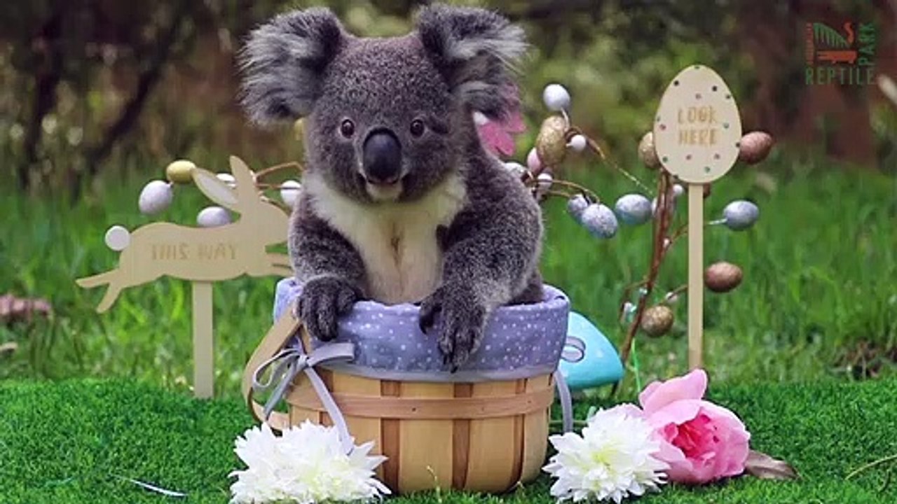 Koala und Co. in Osterstimmung