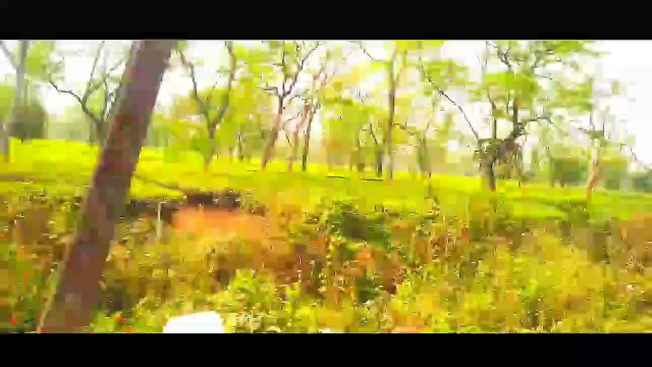 #Tea #garden in #Dimakuchi