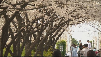 Seoul sees earliest start to season of cherry blossom in 70 years