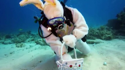 Chasse aux oeufs de Pâques sous-marine en Floride