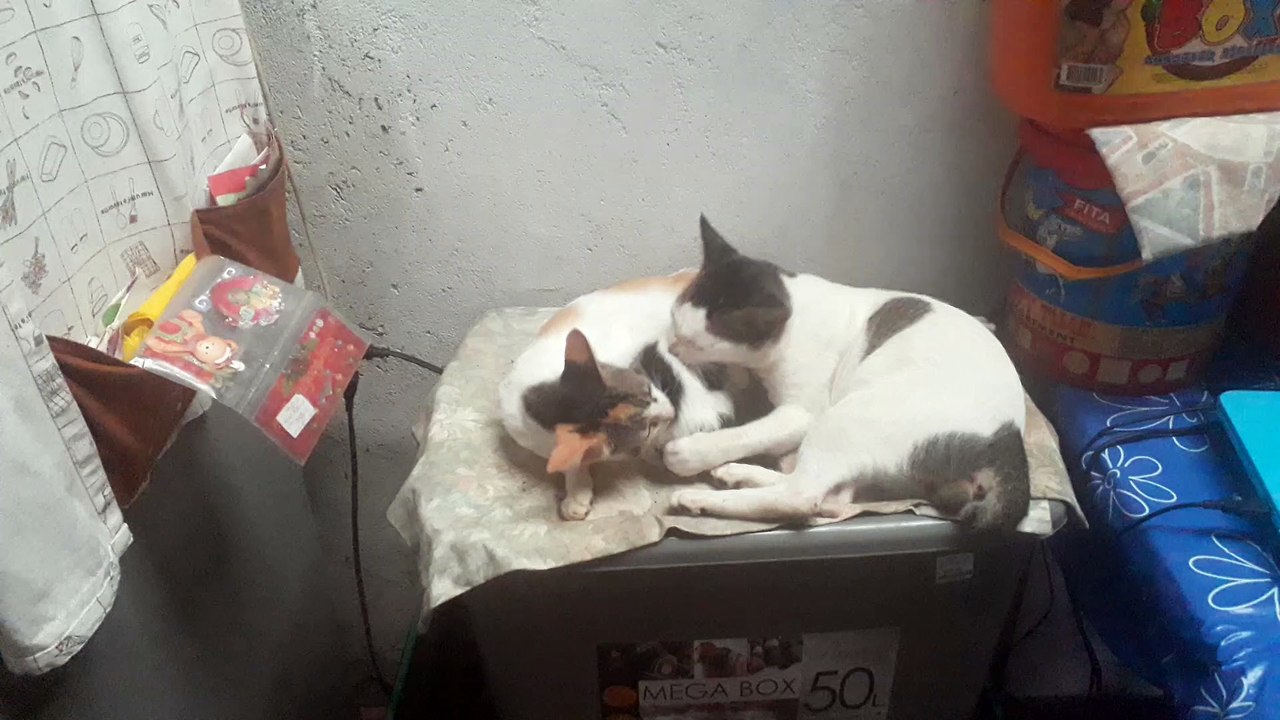 FamCat
