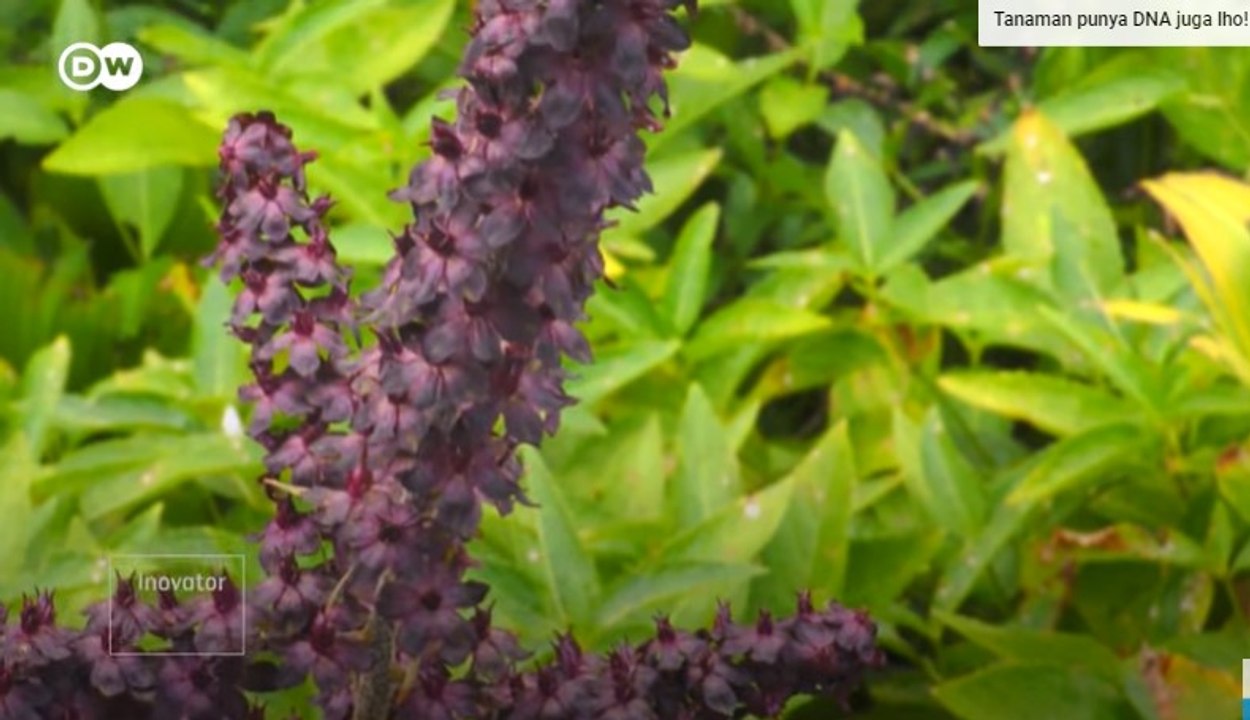 Poison Garden di Inggris Koleksi Tanaman Beracun dari Seluruh Dunia