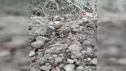 Baharla birlikte Benekli Semenderler çıkmaya başladı