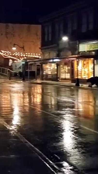 Bear Casually Wanders Around Alaskan Street