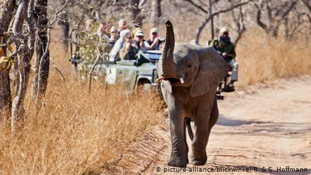 Die Tierwelt im Kruger-Nationalpark Südafrika