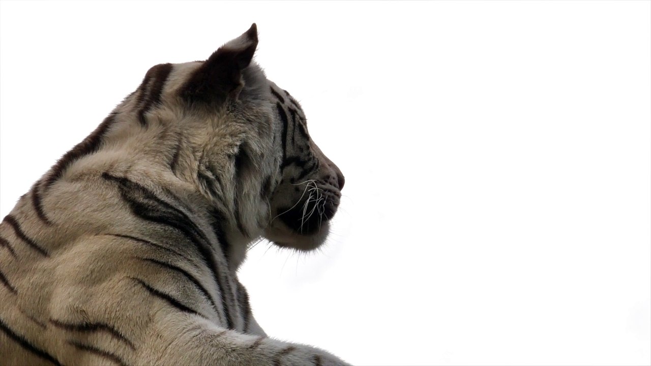 beautiful  tiger looking