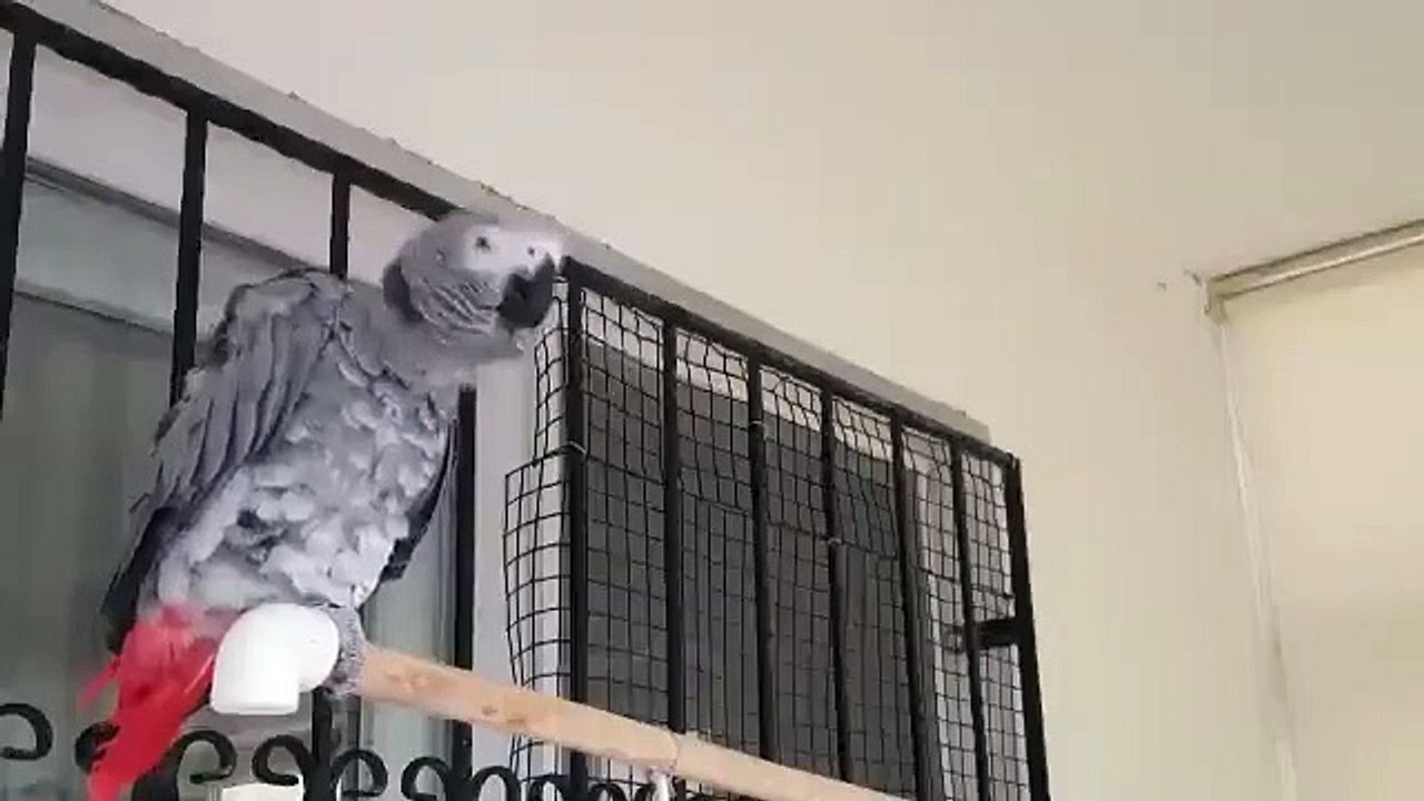 İyi Partili Ahmet Erozan'dan 'Andımız'ı okuyan papağanı paylaştı: "Papağan kadar olamayanlara ithaf olunur"