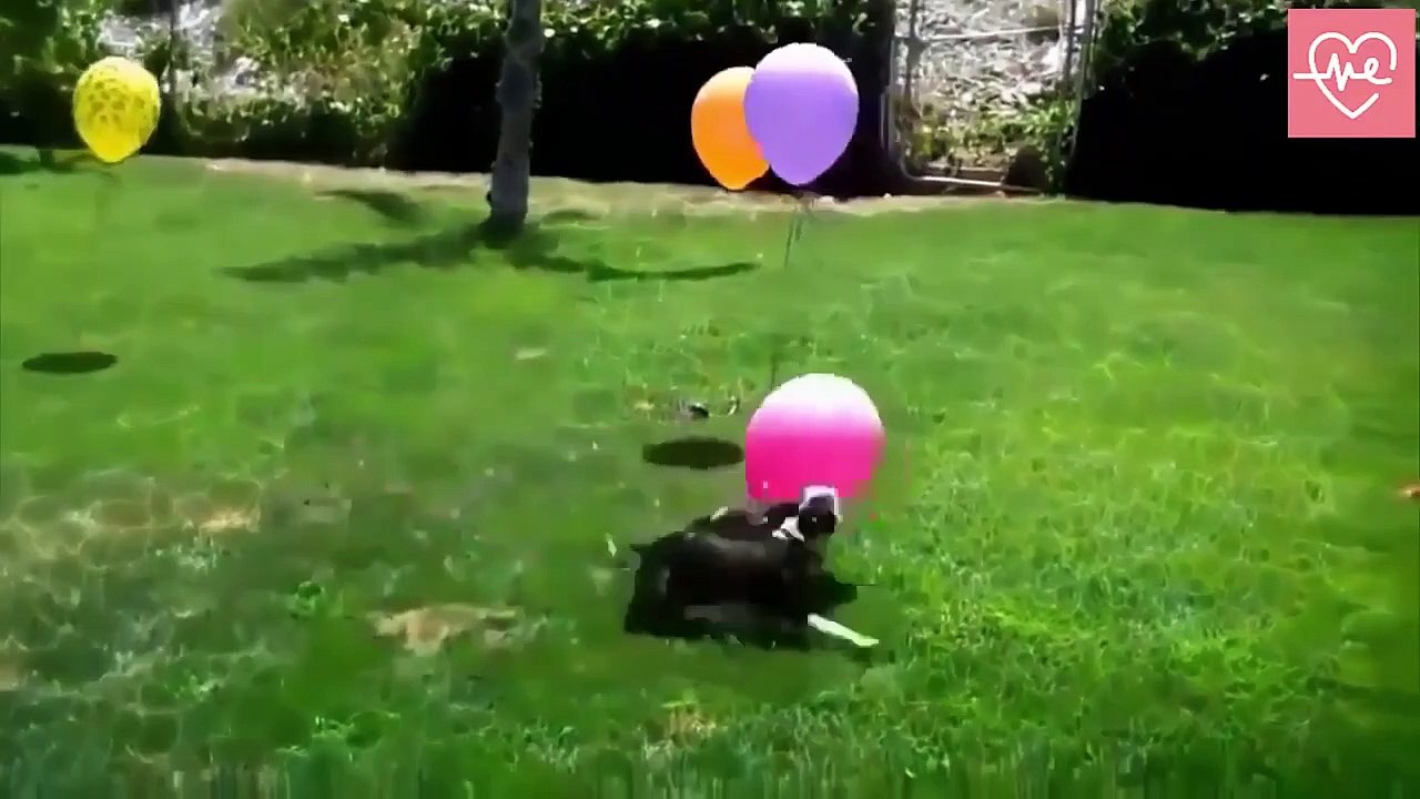 ANIMALES GRACIOSOS 2021