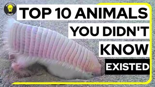 Top 10 Animals You Didn’t Know Existed