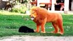 Funny Videos Animals 2021 Cute Pets Animals Funny Compilations  2021 funny videos