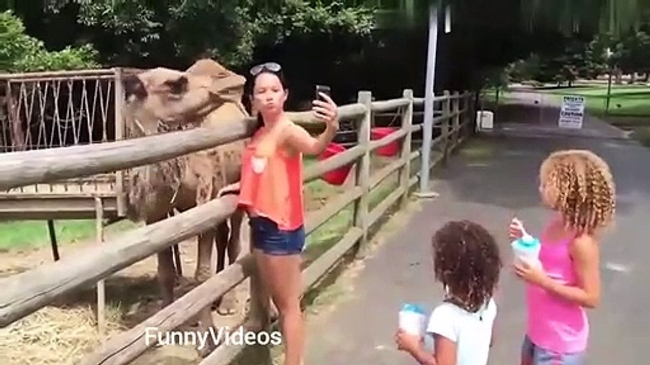 Funny Animals Video