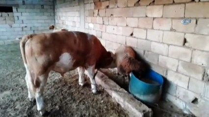 Hırsızlardan şüphelendi... Gerçeği görünce şoke oldu