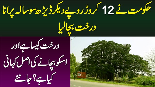 Govt Ne 12 Crore Dekar 150 Sal Purana Darakht Bacha Lia - Darakht Kesa Hai, Bachane Ki Waja Kya Hai?