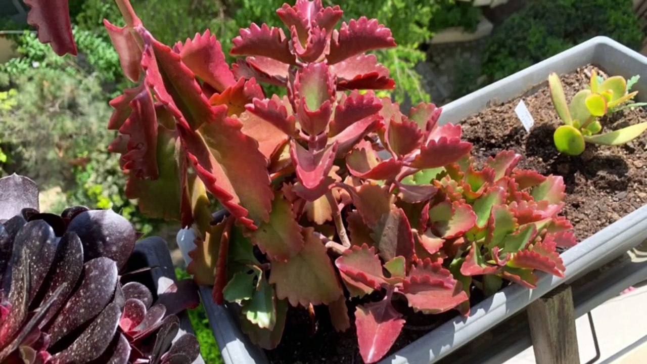 Jardin : printemps 2021