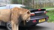Un énorme lion mange le pare-choc de la voiture... Miam