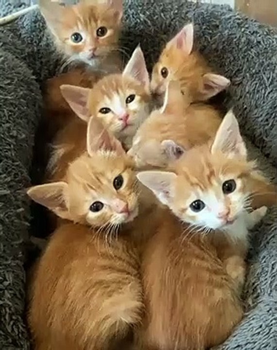 Loves cat