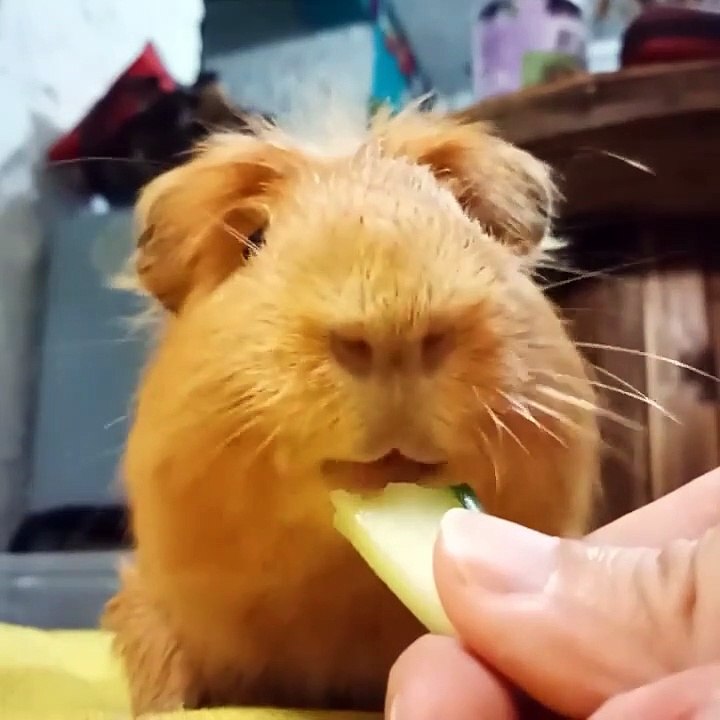 Guinea pig