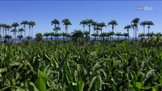 Karibische Gartenträume auf Guadeloupe