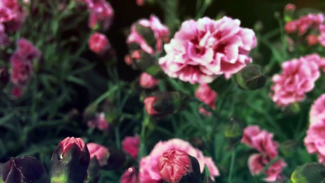 Relaxing Music-Nature Sounds-Sleep Music-Beautiful Nature-Piano Relaxation-Farm Animals Beautiful