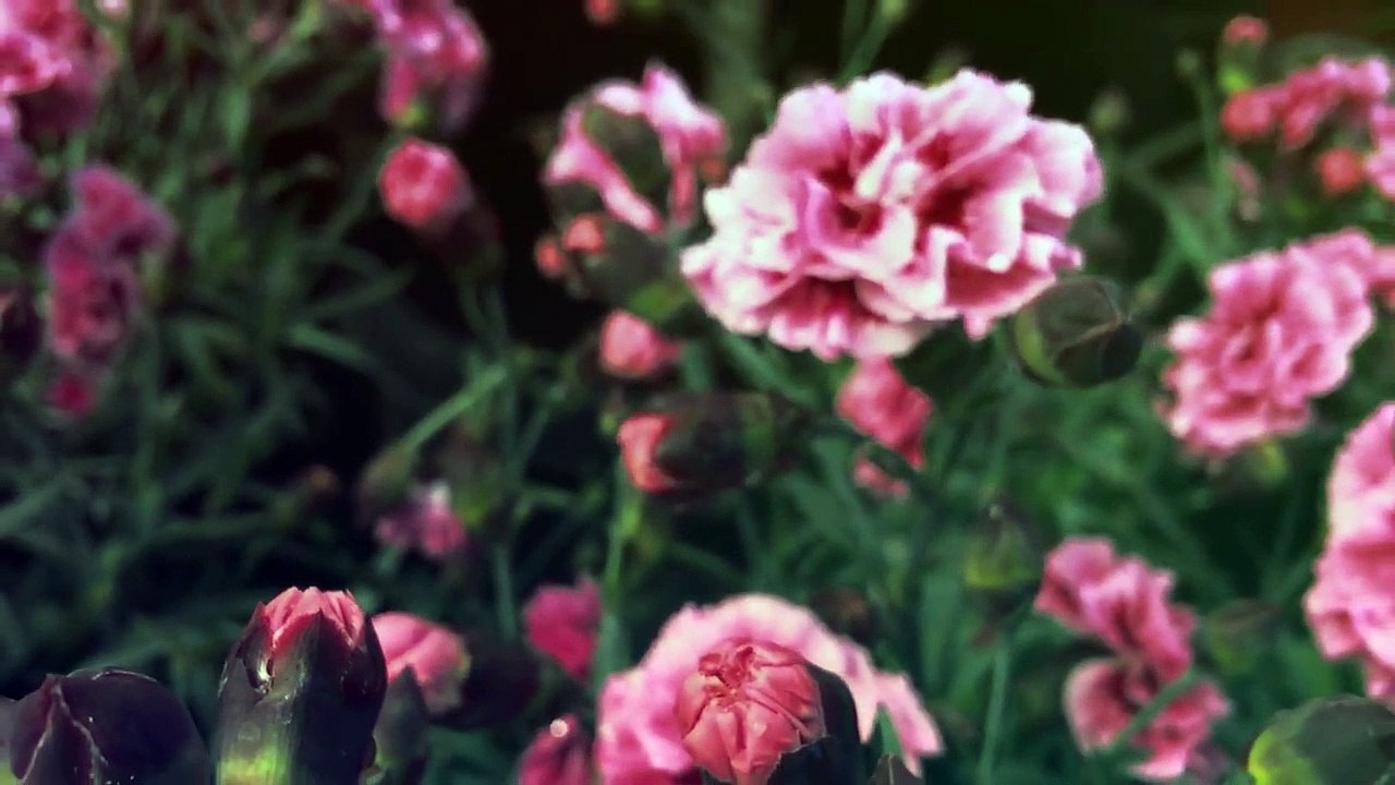 Relaxing Music-Nature Sounds-Sleep Music-Beautiful Nature-Piano Relaxation-Farm Animals Beautiful