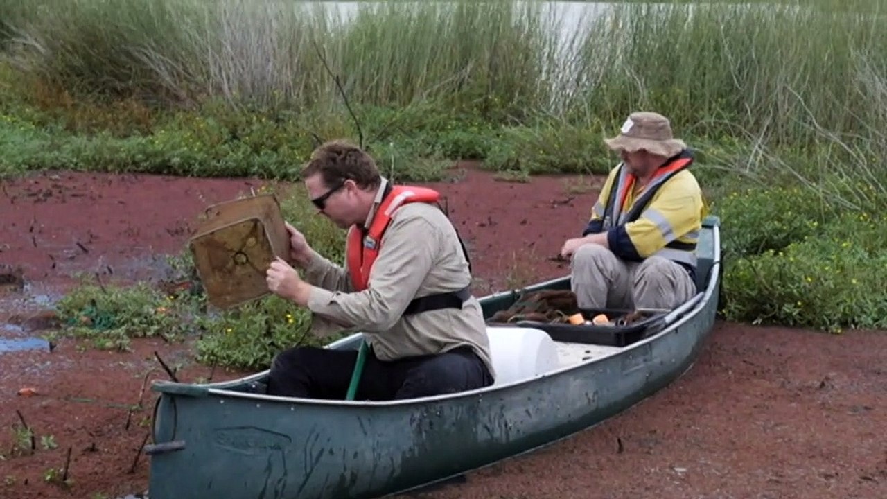 Extinct fish resurfaces after thought extinct in northern Victoria