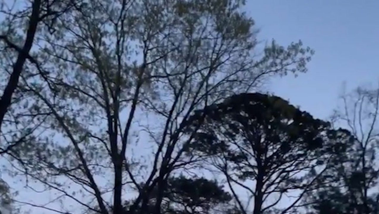 Listen to the calming sounds of nature in this morning moment from Georgia
