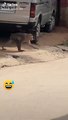 Super Funny Animal Video that Will Make You Laugh Out Loud  Keep Laughing  Do Share & Subscribe